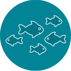 Several fish icon